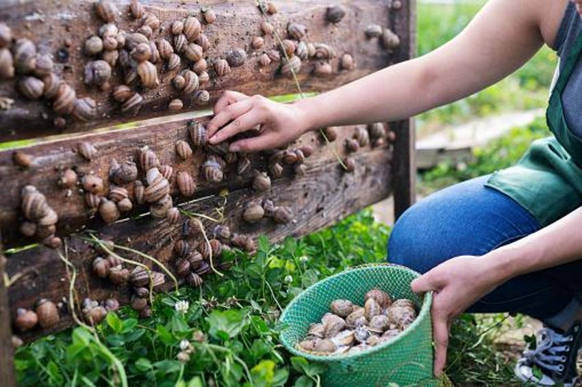 Türkiye'de yapan 4 kişi var! Kocaeli'nde üretiyor Avrupa'ya 5 euro'dan satıyor