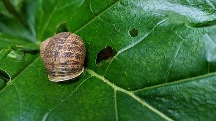 Türkiye'de yapan 4 kişi var! Kocaeli'nde üretiyor Avrupa'ya 5 euro'dan satıyor