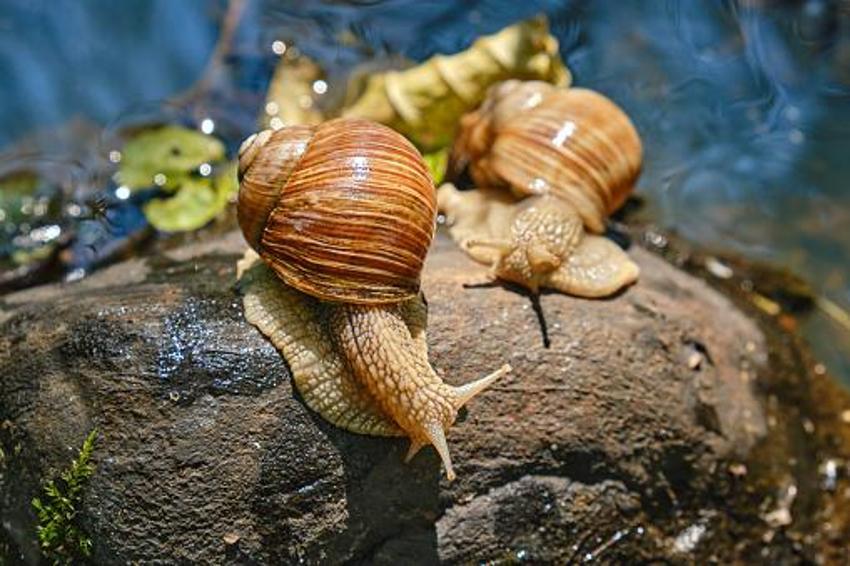 Türkiye'de yapan 4 kişi var! Kocaeli'nde üretiyor Avrupa'ya 5 euro'dan satıyor