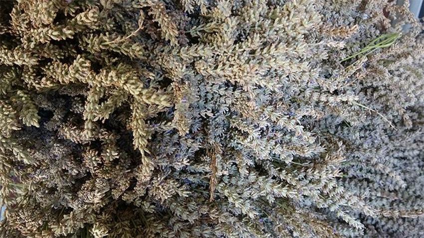 Isparta'nın mor bahçelerinde hasat başladı: 60 kilosundan 1 kilo çıkıyor, 600 TL'ye satılıyor
