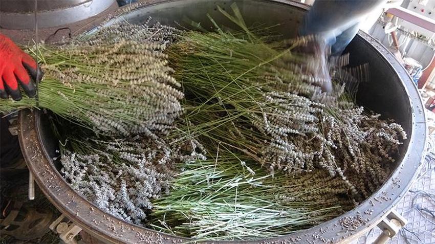 Isparta'nın mor bahçelerinde hasat başladı: 60 kilosundan 1 kilo çıkıyor, 600 TL'ye satılıyor