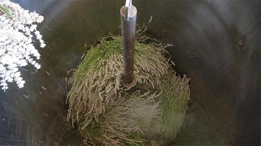 Isparta'nın mor bahçelerinde hasat başladı: 60 kilosundan 1 kilo çıkıyor, 600 TL'ye satılıyor