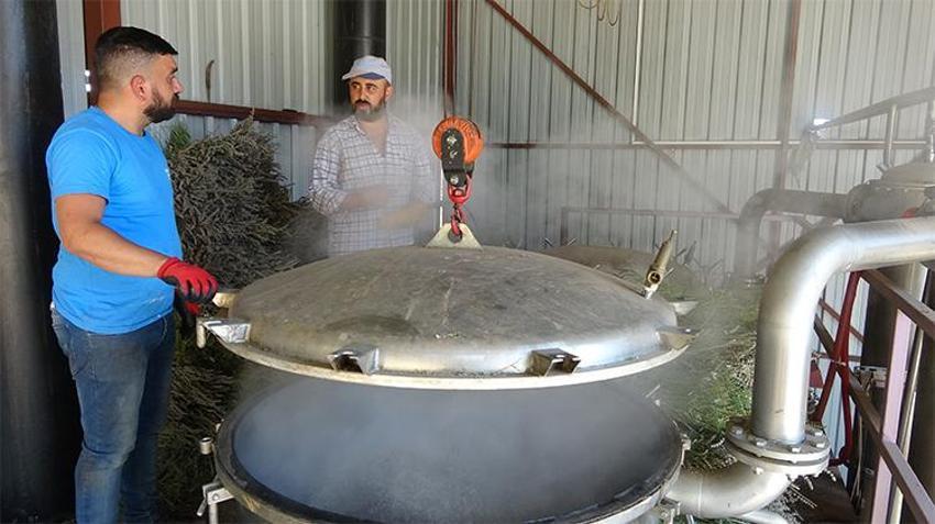 Isparta'nın mor bahçelerinde hasat başladı: 60 kilosundan 1 kilo çıkıyor, 600 TL'ye satılıyor
