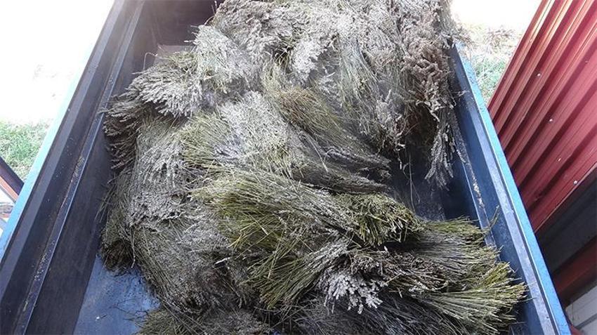 Isparta'nın mor bahçelerinde hasat başladı: 60 kilosundan 1 kilo çıkıyor, 600 TL'ye satılıyor
