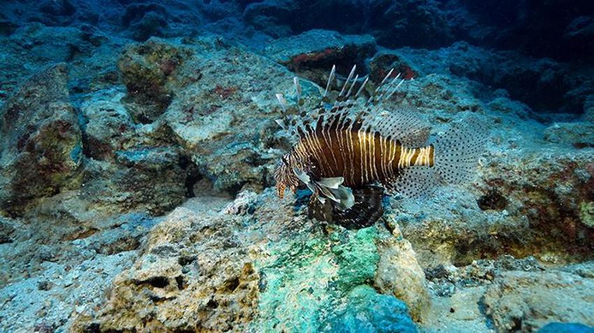Dünyanın en eskisi Antalya'da! Tarihe ışık tutacak, bakanlık harekete geçti