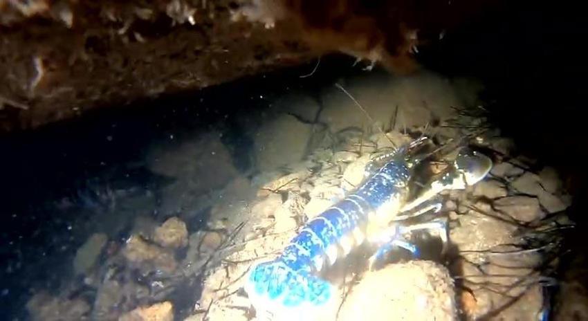 Dünyada 200 milyonda 1 görülen mavi ıstakoz Ayvalık'ta görüntülendi