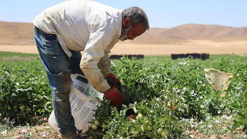 Kavurucu sıcaklarda zorlu mesai başladı! Ekmek mücadelesi saat 05.00'te başlıyor 