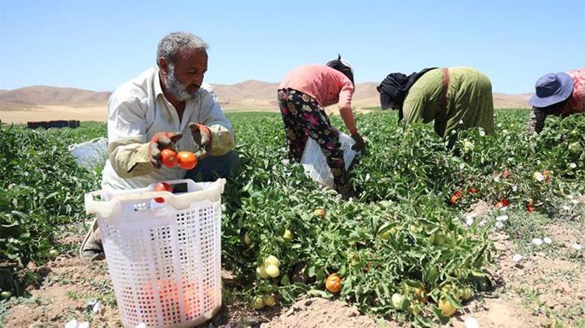 Kavurucu sıcaklarda zorlu mesai başladı! Ekmek mücadelesi saat 05.00'te başlıyor 