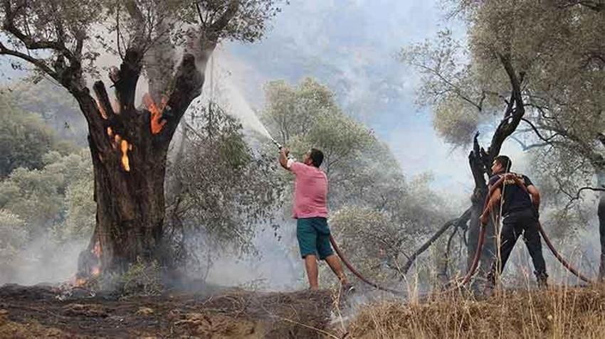 Orman yangınlarında ağaçları yanan köylülere zeytin ağacı desteği verilmeli: 'Osmanlı'da yapıldı biz de yapabiliriz'