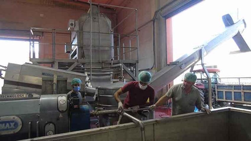 Gaziantep'te üzüm hasadı başladı! Koruk ekşisinin seri üretimi yapılacak