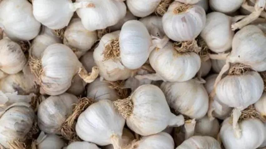 Ağızda sarımsak kokusunun çaresi meğer buymuş! Buzdolabında gözden kaçırmayın!