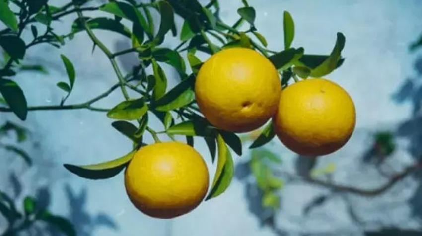 Çekirdeğini ezip toz haline getirin, yaz gribi 1 günde geçsin! Çöpe atarken iyi düşünün: Bu yöntemiyle de doğal deterjan oluyor!