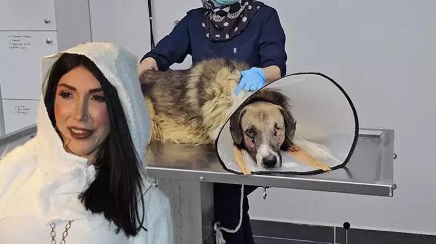 Hedef tahtası gibi ateş edilen köpeği Hande Yener sahiplendi!