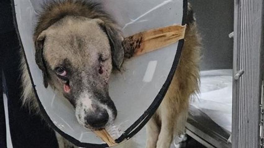 Hedef tahtası gibi ateş edilen köpeği Hande Yener sahiplendi!
