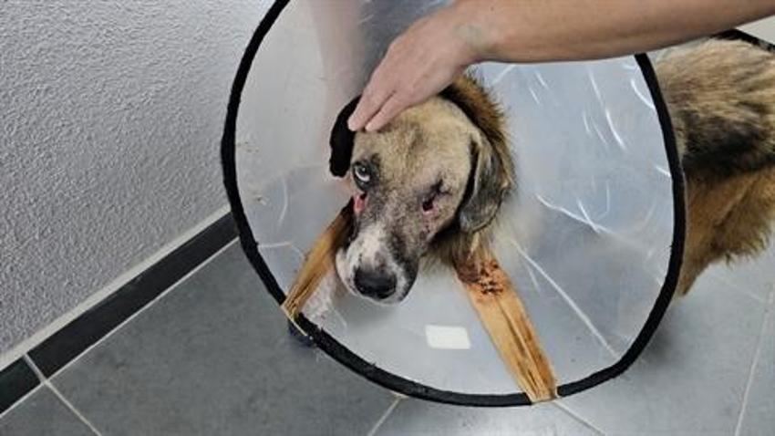 Hedef tahtası gibi ateş edilen köpeği Hande Yener sahiplendi!