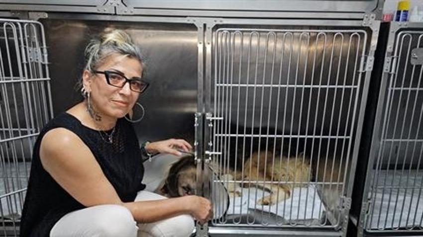 Hedef tahtası gibi ateş edilen köpeği Hande Yener sahiplendi!