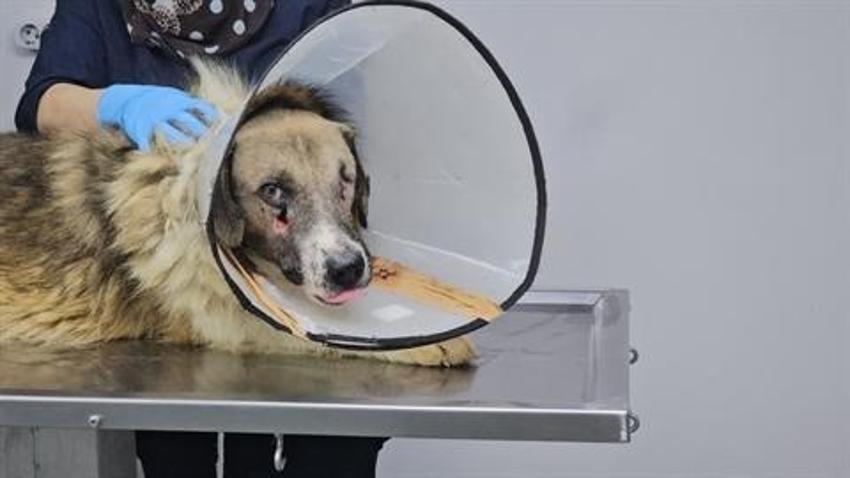 Hedef tahtası gibi ateş edilen köpeği Hande Yener sahiplendi!