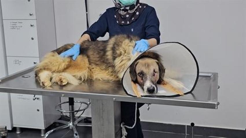 Hedef tahtası gibi ateş edilen köpeği Hande Yener sahiplendi!