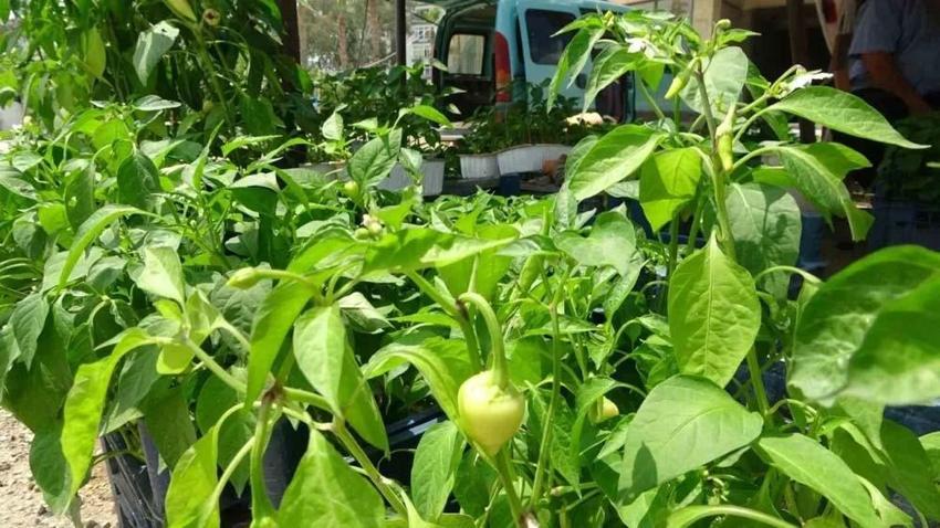 Adana'da kendi imkanlarıyla üretiyor vatandaşlar akın ediyor! Tohumunu 5 fidesini 20 liradan satıyor