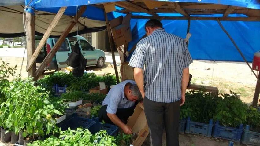 Adana'da kendi imkanlarıyla üretiyor vatandaşlar akın ediyor! Tohumunu 5 fidesini 20 liradan satıyor