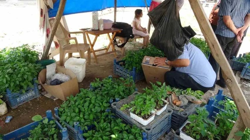Adana'da kendi imkanlarıyla üretiyor vatandaşlar akın ediyor! Tohumunu 5 fidesini 20 liradan satıyor