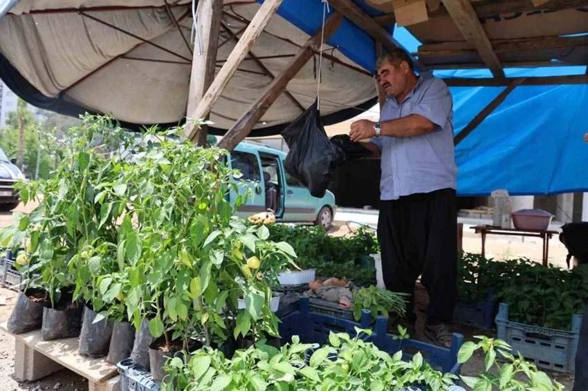 Adana'da kendi imkanlarıyla üretiyor vatandaşlar akın ediyor! Tohumunu 5 fidesini 20 liradan satıyor