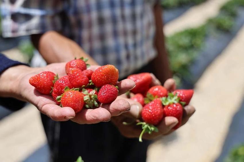 Almanya'dan öğrendiği sırlarla Sivas'ta üretiyor! Tadım yapan bir daha vazgeçemiyor