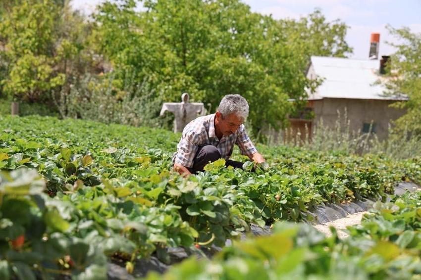 Almanya'dan öğrendiği sırlarla Sivas'ta üretiyor! Tadım yapan bir daha vazgeçemiyor