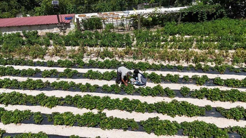 Almanya'dan öğrendiği sırlarla Sivas'ta üretiyor! Tadım yapan bir daha vazgeçemiyor
