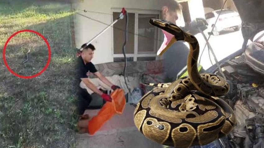 Adana'da aşırı sıcaklar sonrası sayı tavan yaptı! Uzmanlardan uyarılar peş peşe geldi