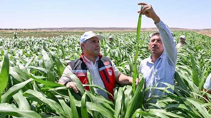 Hayvancılıktaki maliyetleri düşürecek! Sorgum sudan otu yaygınlaştırılması için 60 çiftçiye destek