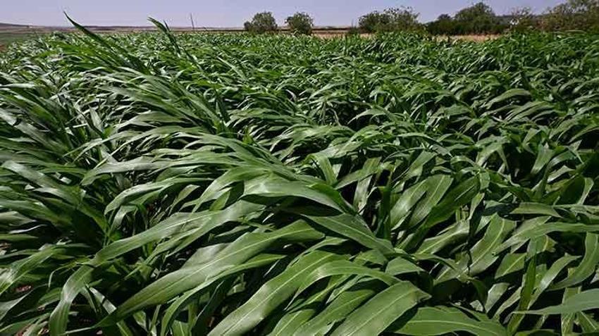 Hayvancılıktaki maliyetleri düşürecek! Sorgum sudan otu yaygınlaştırılması için 60 çiftçiye destek
