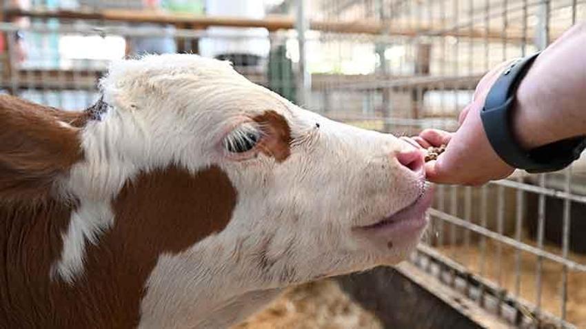 Hayvancılıktaki maliyetleri düşürecek! Sorgum sudan otu yaygınlaştırılması için 60 çiftçiye destek