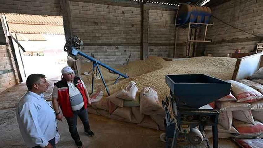 Hayvancılıktaki maliyetleri düşürecek! Sorgum sudan otu yaygınlaştırılması için 60 çiftçiye destek