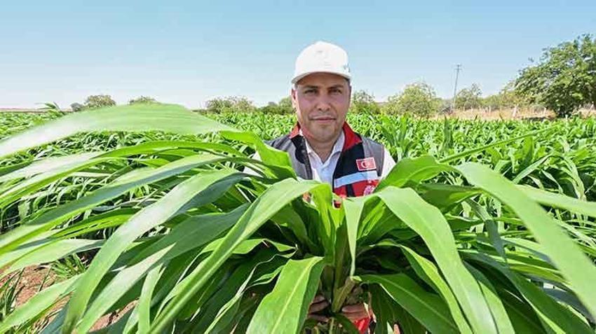 Hayvancılıktaki maliyetleri düşürecek! Sorgum sudan otu yaygınlaştırılması için 60 çiftçiye destek