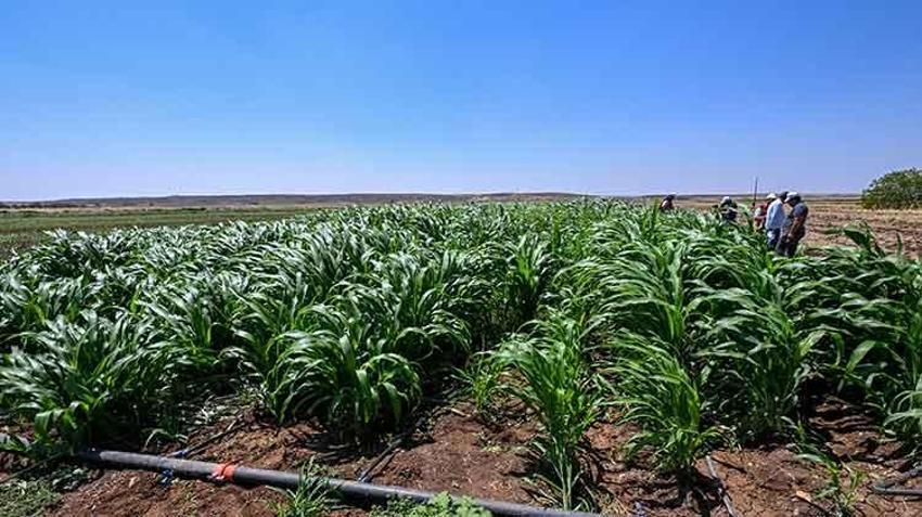 Hayvancılıktaki maliyetleri düşürecek! Sorgum sudan otu yaygınlaştırılması için 60 çiftçiye destek