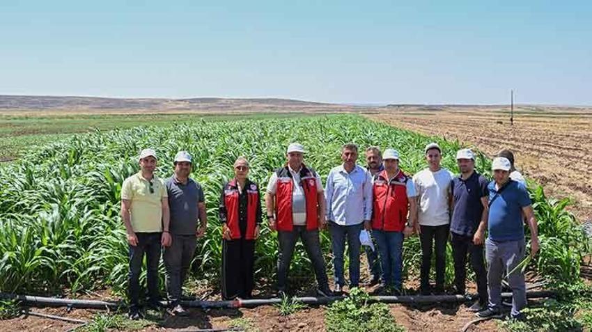 Hayvancılıktaki maliyetleri düşürecek! Sorgum sudan otu yaygınlaştırılması için 60 çiftçiye destek