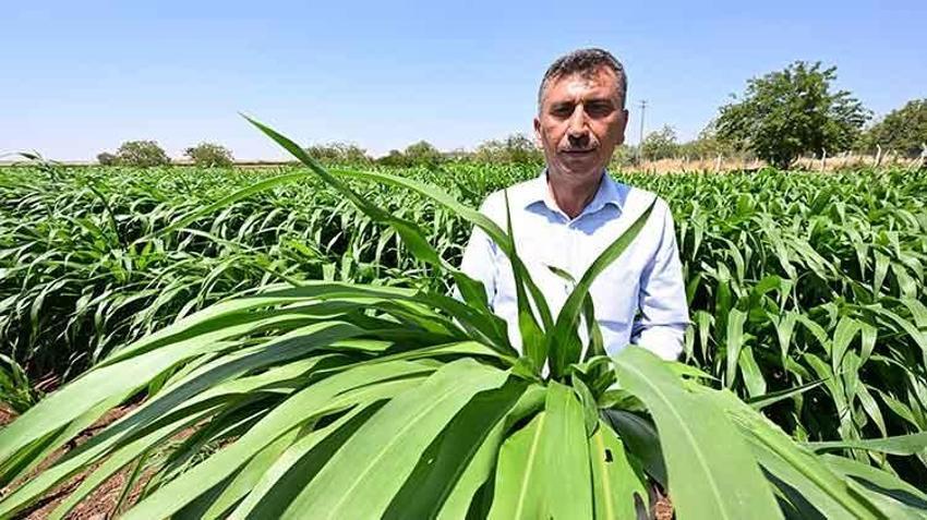 Hayvancılıktaki maliyetleri düşürecek! Sorgum sudan otu yaygınlaştırılması için 60 çiftçiye destek