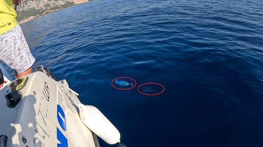 Oltasına takılan balığı önce öptü sonra denize bıraktı! Duygusal balıkçının zor anları...