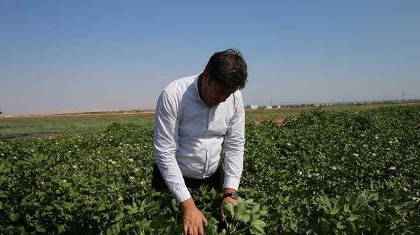Su krizi tarımda dengeleri değiştiriyor: Pamuk üreticilerine sıcak havalarda sulamayı "akşam yapın" çağrısı