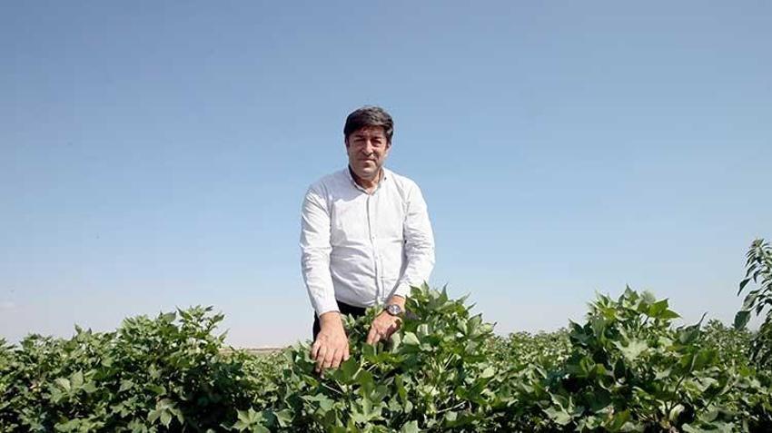 Su krizi tarımda dengeleri değiştiriyor: Pamuk üreticilerine sıcak havalarda sulamayı "akşam yapın" çağrısı