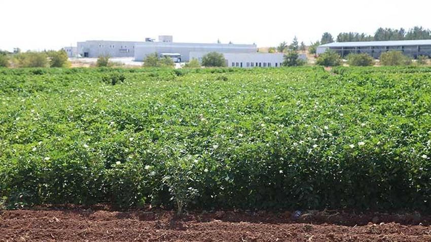 Su krizi tarımda dengeleri değiştiriyor: Pamuk üreticilerine sıcak havalarda sulamayı "akşam yapın" çağrısı