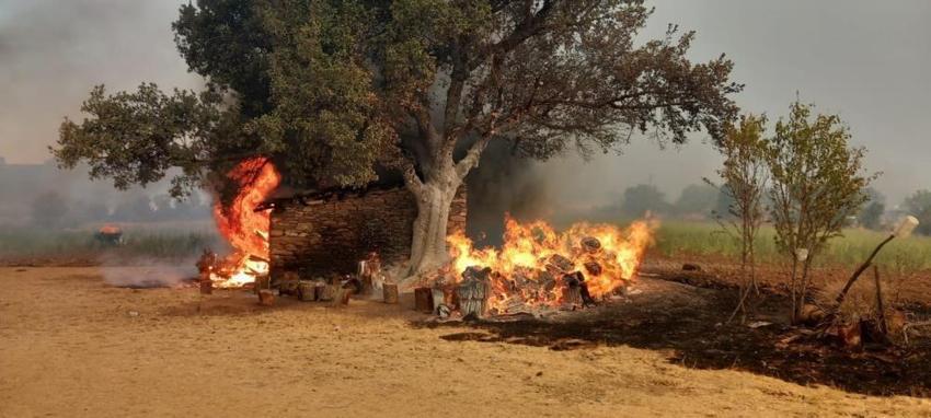 İzmir, Aydın, Bolu, Karabük'te orman yangını! Son durum belli oldu, işte yangının çıkış nedeni