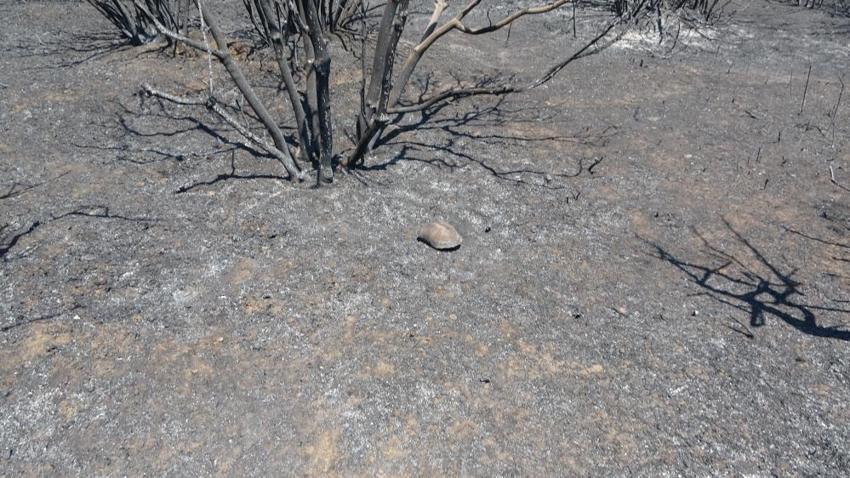 Yangın sonrası Çanakkale Savaşı'ndan kalma top mermisi ortaya çıktı