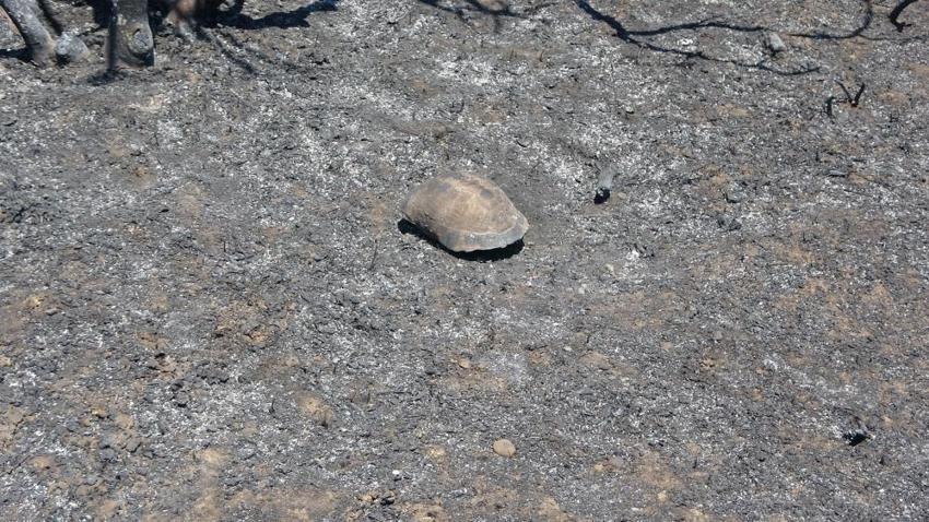 Yangın sonrası Çanakkale Savaşı'ndan kalma top mermisi ortaya çıktı