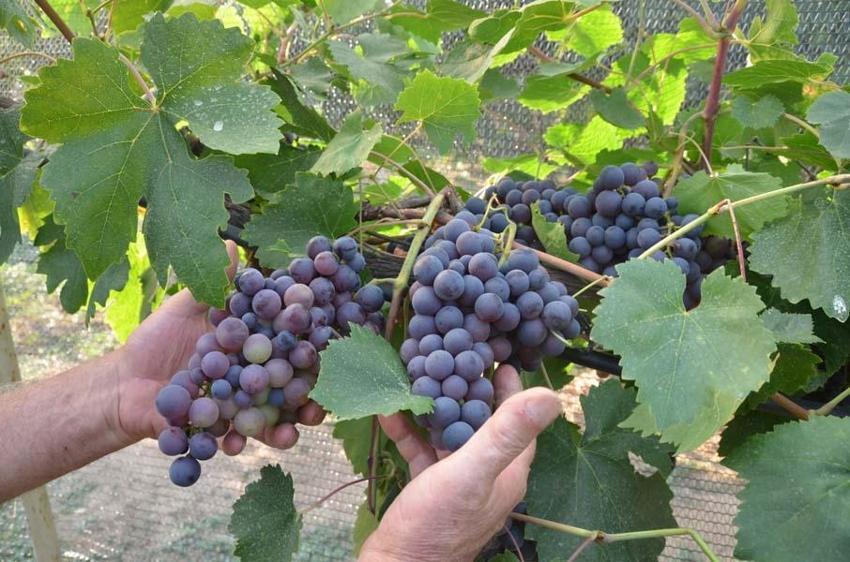 Antalya'da emekli olduktan sonra hobi olarak başladı! Atalarının 600 yıllık geleneğini sürdürüyor