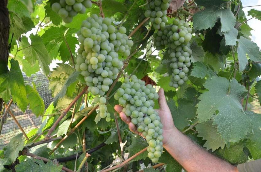 Antalya'da emekli olduktan sonra hobi olarak başladı! Atalarının 600 yıllık geleneğini sürdürüyor