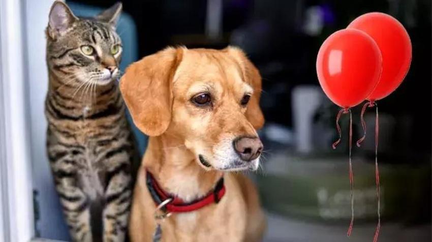 Kedi köpek tüyünü saniyeler içinde toplayan tüyo; koltuk, halı, perde fark etmiyor