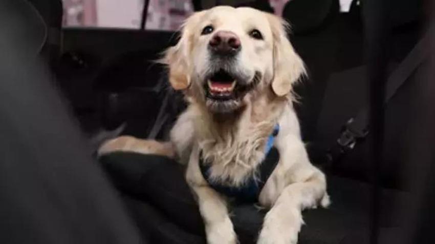 Kedi köpek tüyünü saniyeler içinde toplayan tüyo; koltuk, halı, perde fark etmiyor