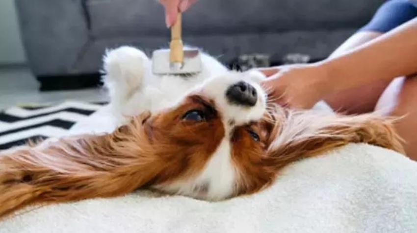 Kedi köpek tüyünü saniyeler içinde toplayan tüyo; koltuk, halı, perde fark etmiyor